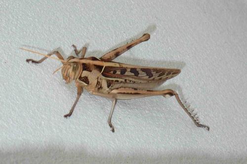 Cyrtacanthacris tatarica tatarica